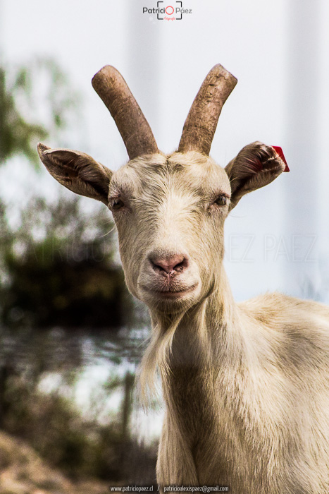 cabra-goat